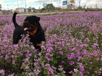 82 Kika juega entre las flores