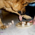 Activando las habilidades mentales en el perro senescente.